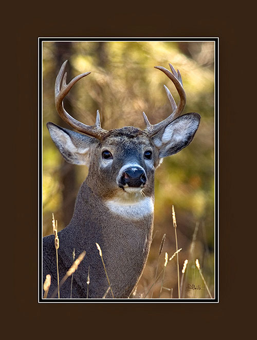 Whitetail Deer
